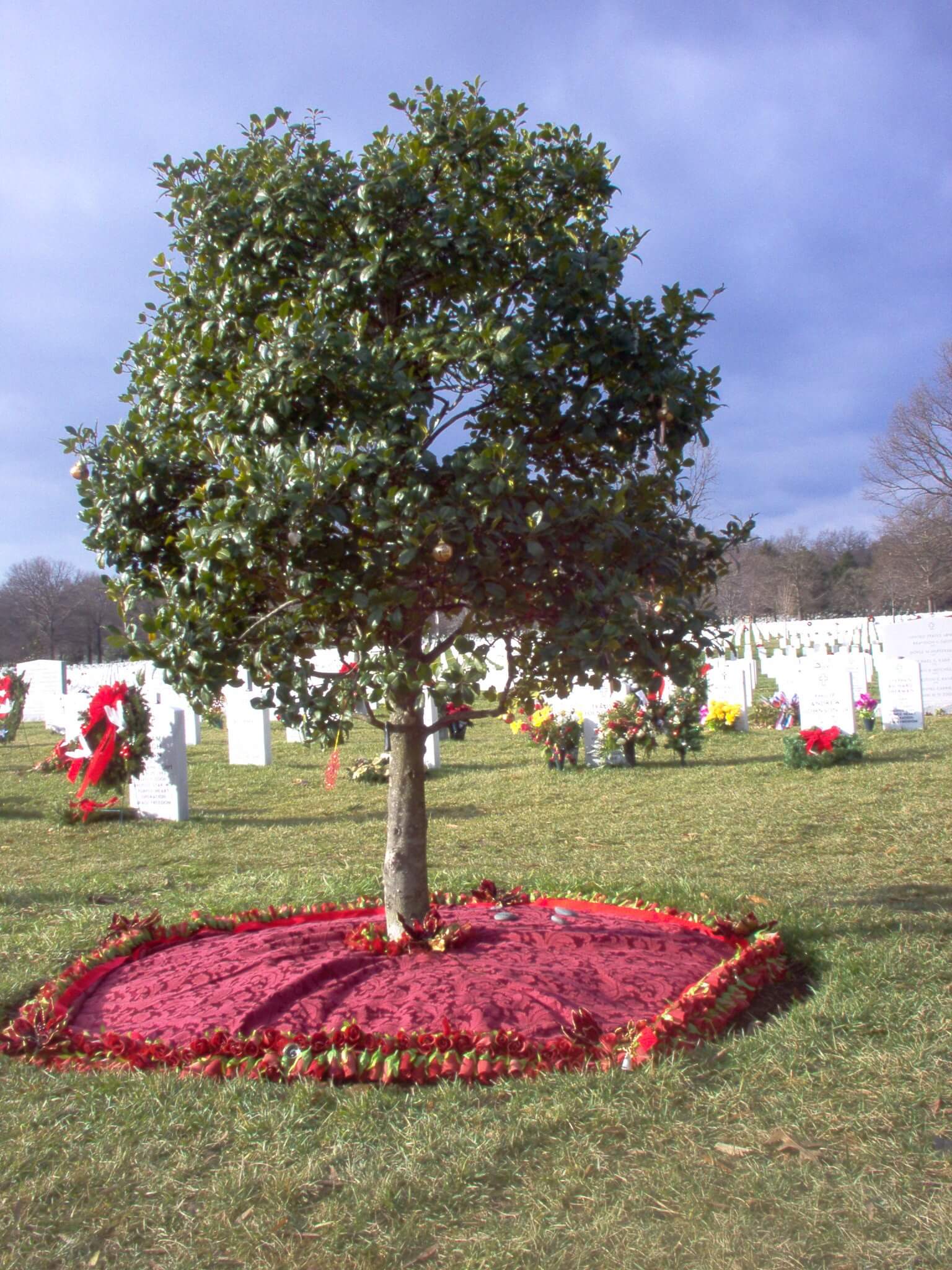 a-tree-grows-in-section-60-december-2006-01