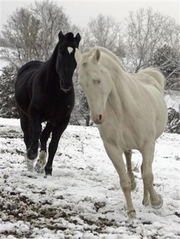 donated-horses-photo-01