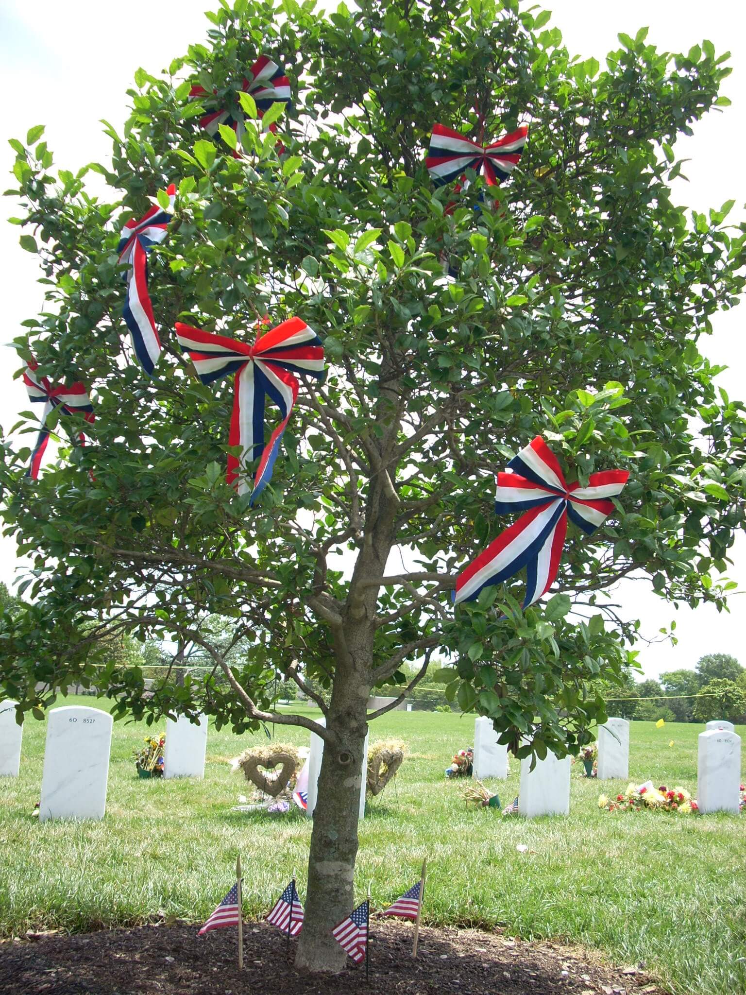section-60-tree-memorial-day-2008-photo-002